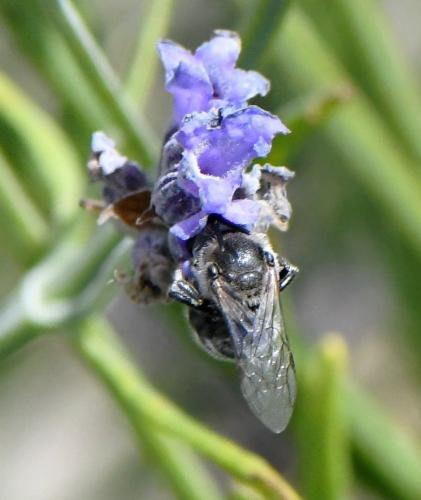 Lasioglossum albocinctum